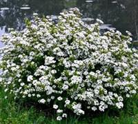 Viburnum, Miss Schiller