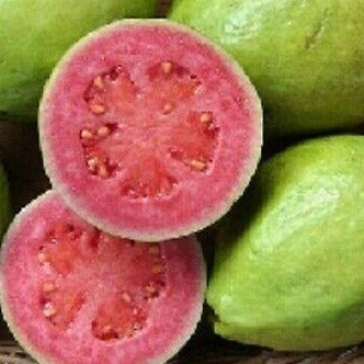 Guava, Tikal