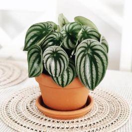 Peperomia, Watermelon