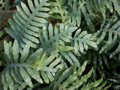 Fern, Kangaroo Paw