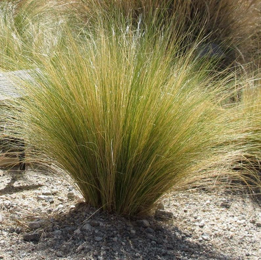 Grass, Mexican Feather