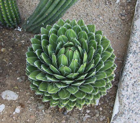 Agave, Victoria (Queen)