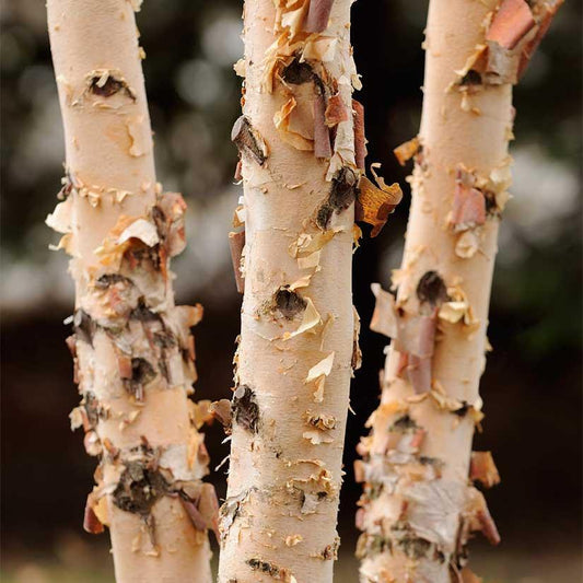 Riverbirch, Multi Trunk