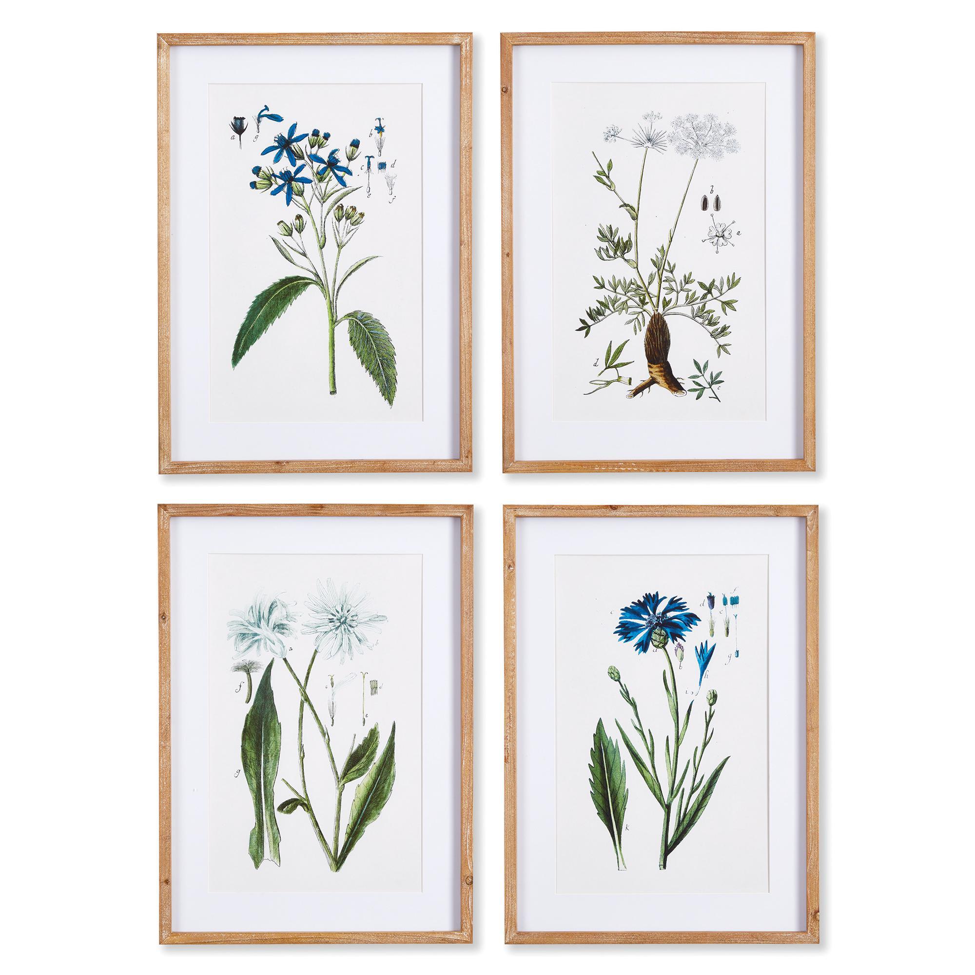 Prints, Mountain Botanical