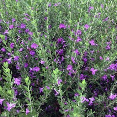 Texas Sage, Green Cloud