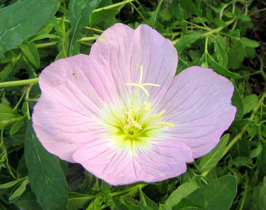 Texas Primrose