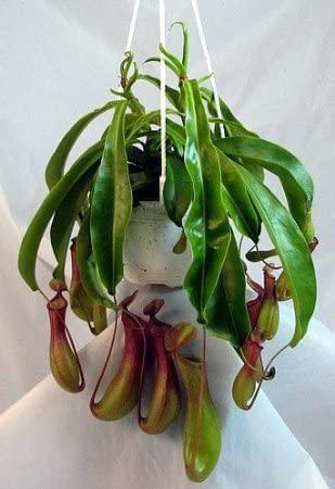 Pitcher Plant