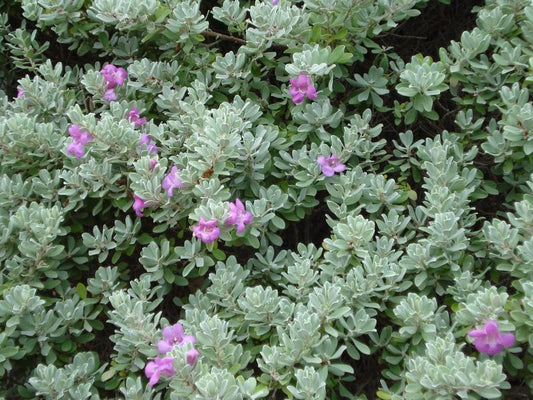 Texas Sage, Compacta