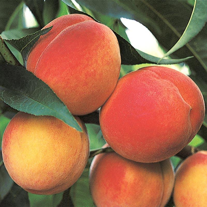 Peach, Fruit Tree