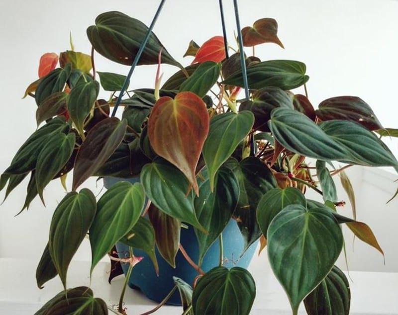 Philodendron, Micans