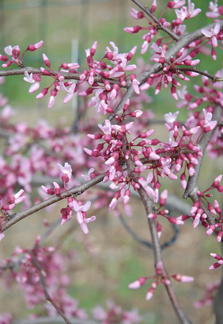 Red Bud, Weeping Cascading Hearts