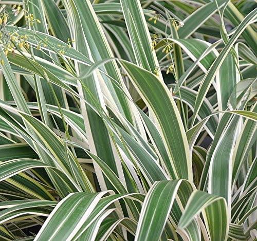 Dianella Flax Iris - Variegated